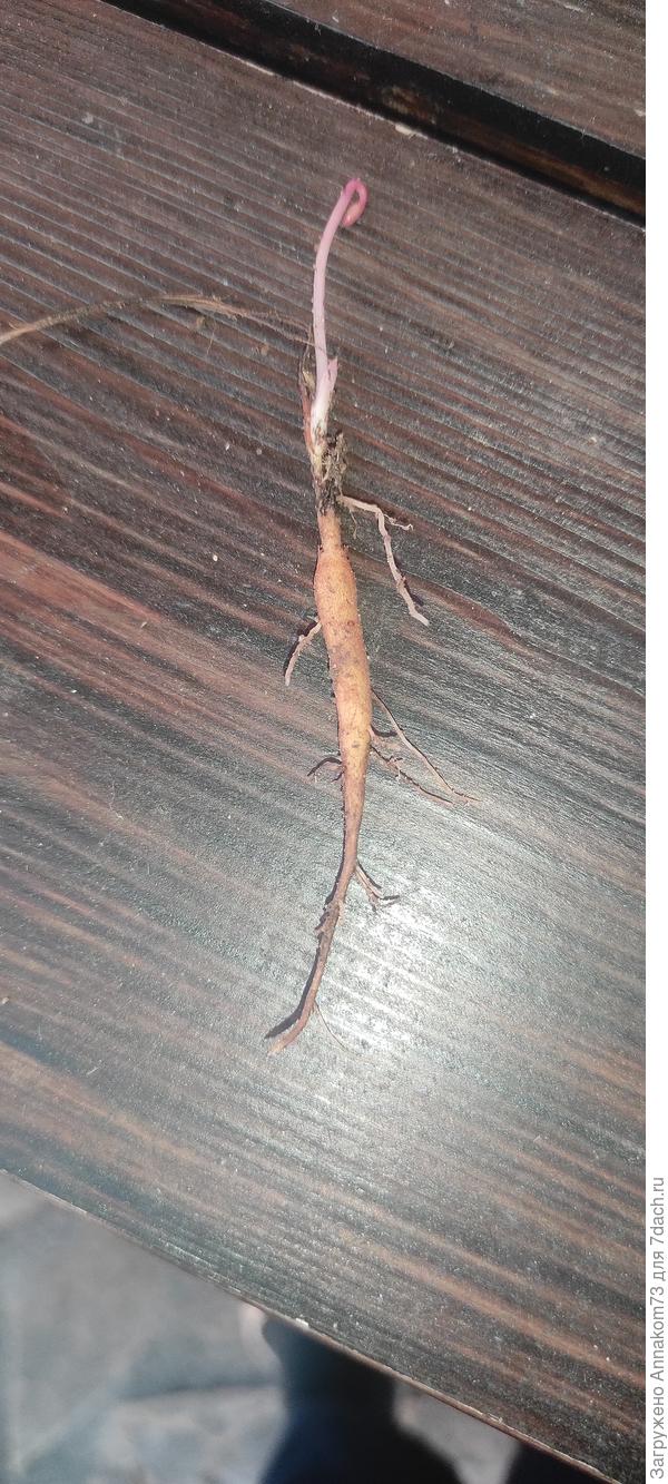 Это второгодник самосев