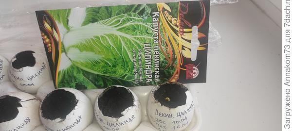 Первая петелька всходов 16.04.2023.