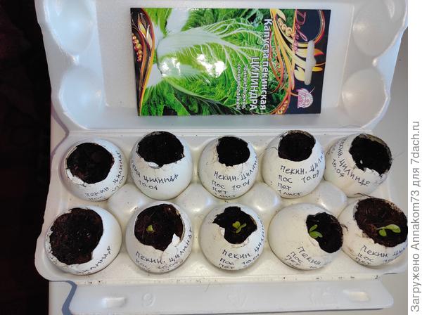 Нас уже четыре ростка. Фотосессия 21.04.2023