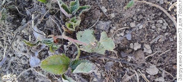 Даже те что с листьями выглядят странно