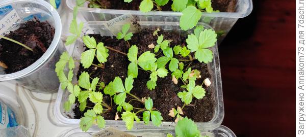 Кустик справа в середине