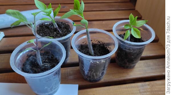 Франкенштейны