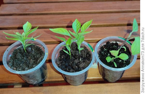 Баклажаны и перцы для прививки. 23.04.2023