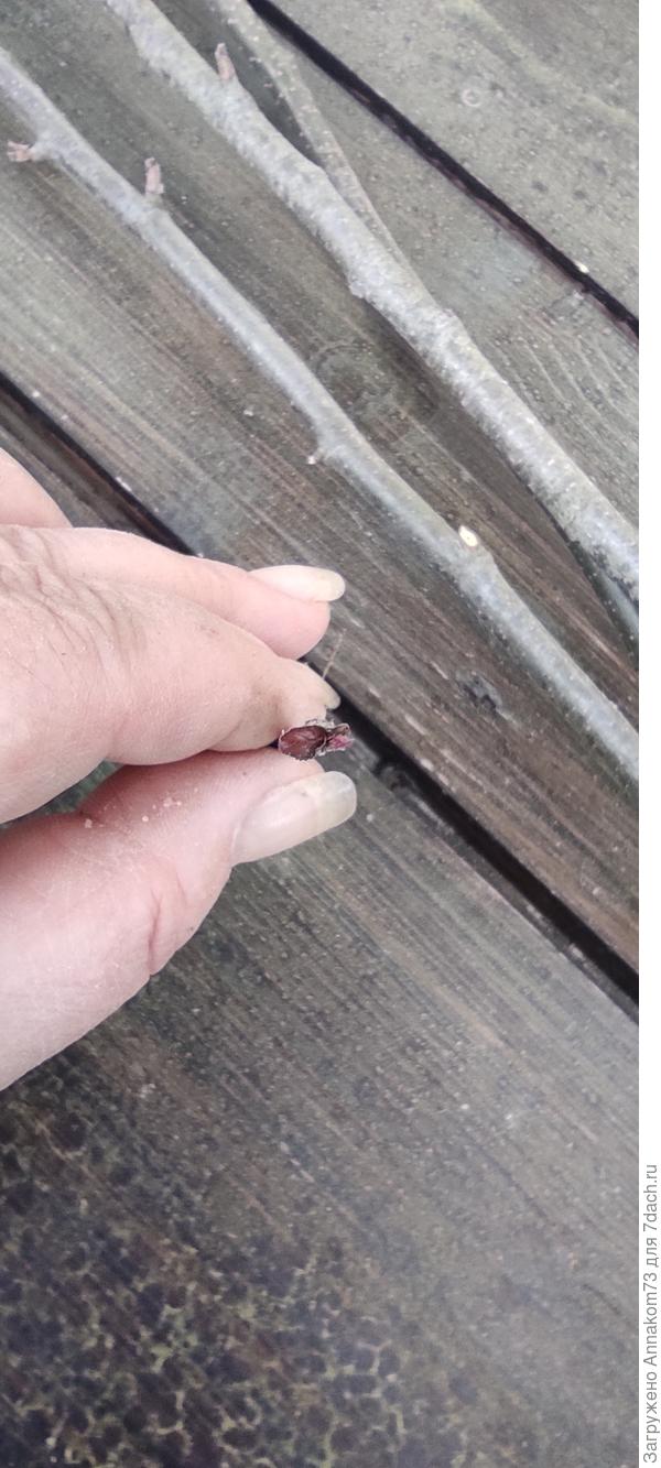 Вид листиков