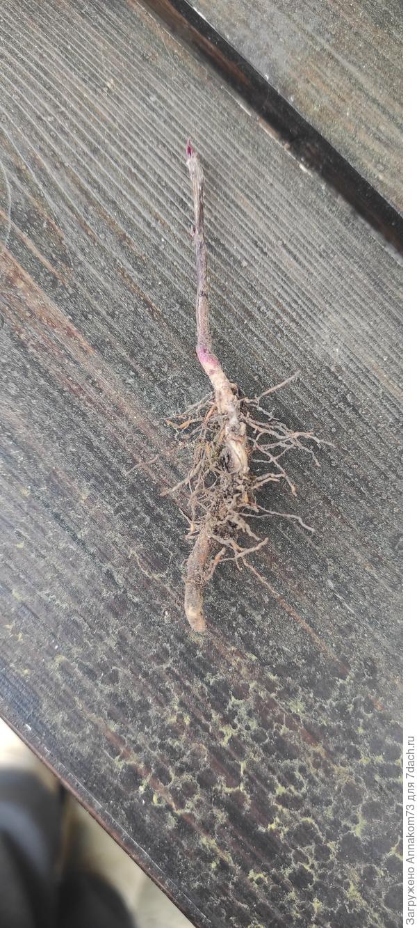 Другой бочок