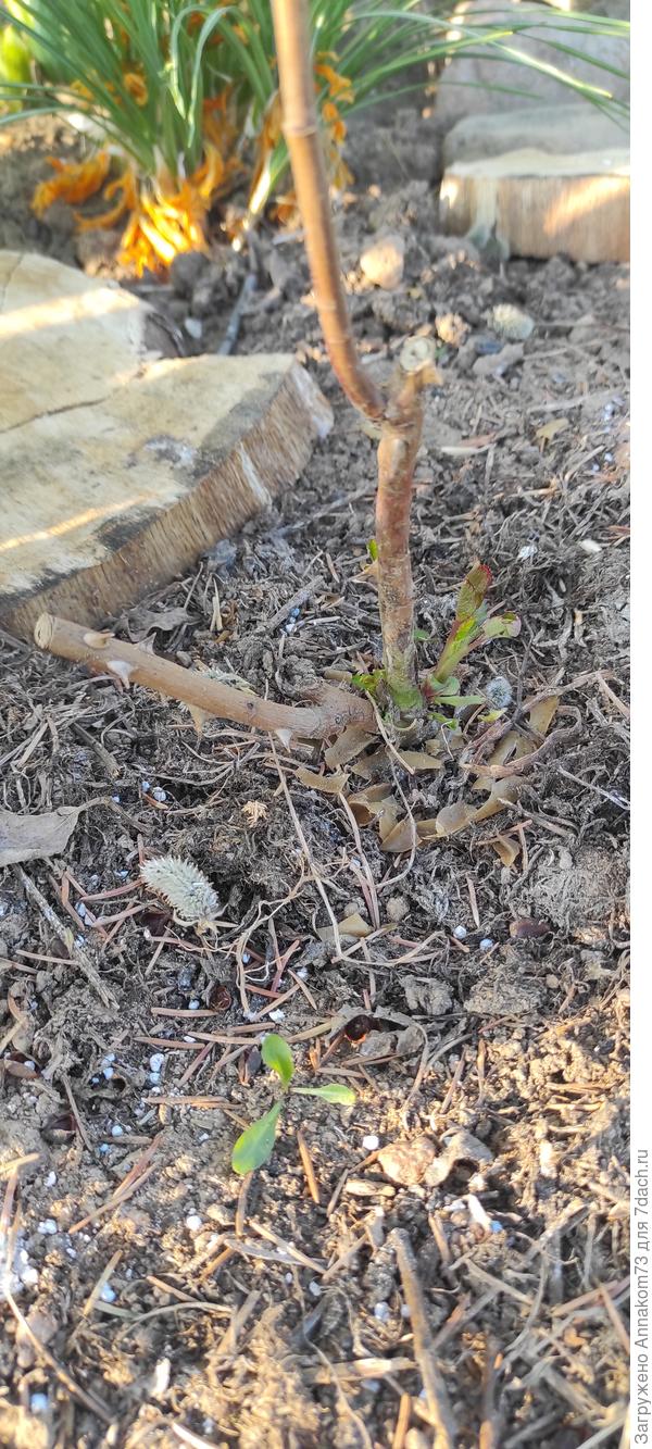 Новые на прививке