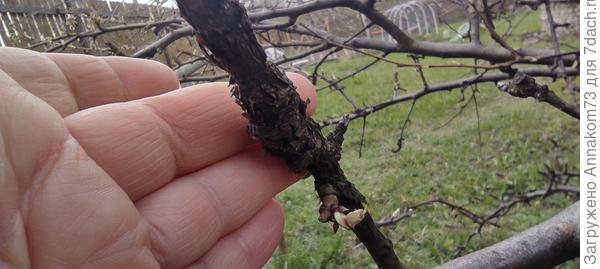 Крупно морщины