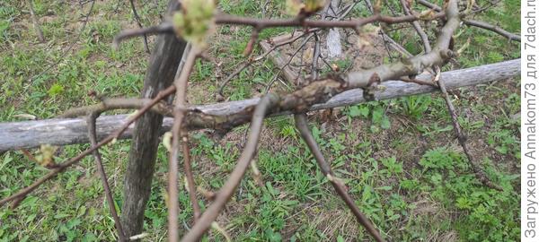 Крупно морщины