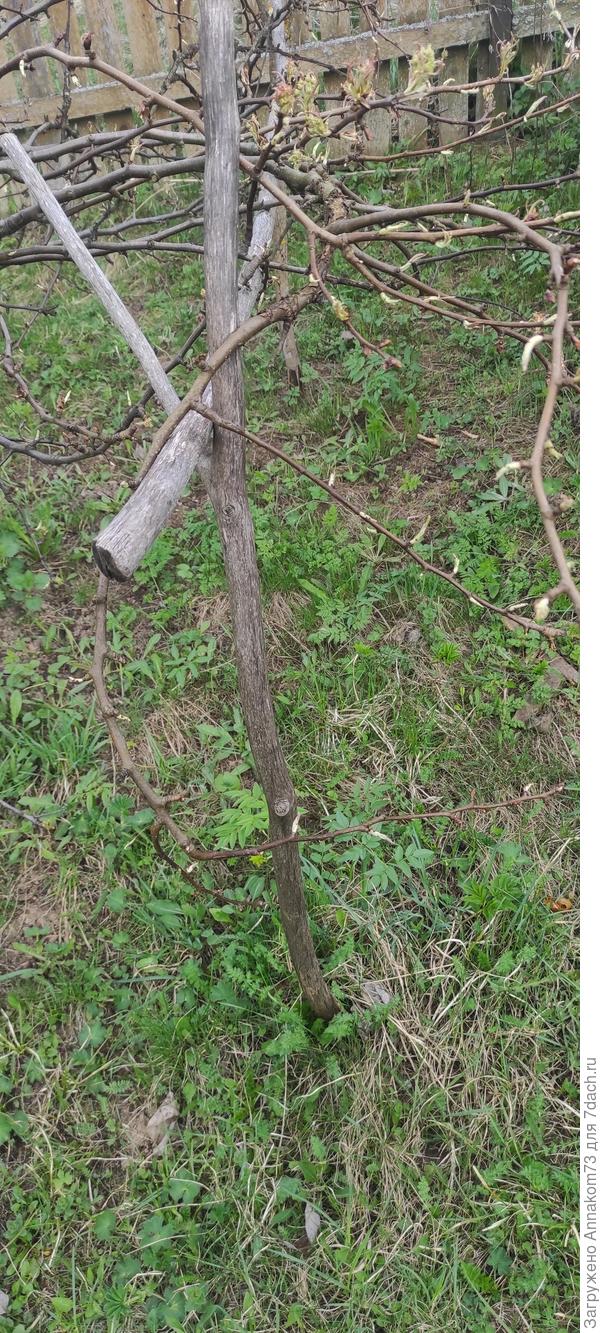 После морщинистой части есть побеги с почками