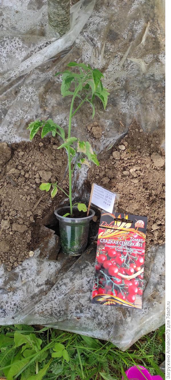 20.05.2023. Томат готов к посадке.