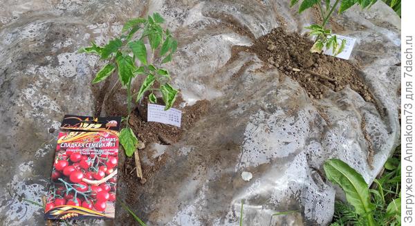 Посадка томатов