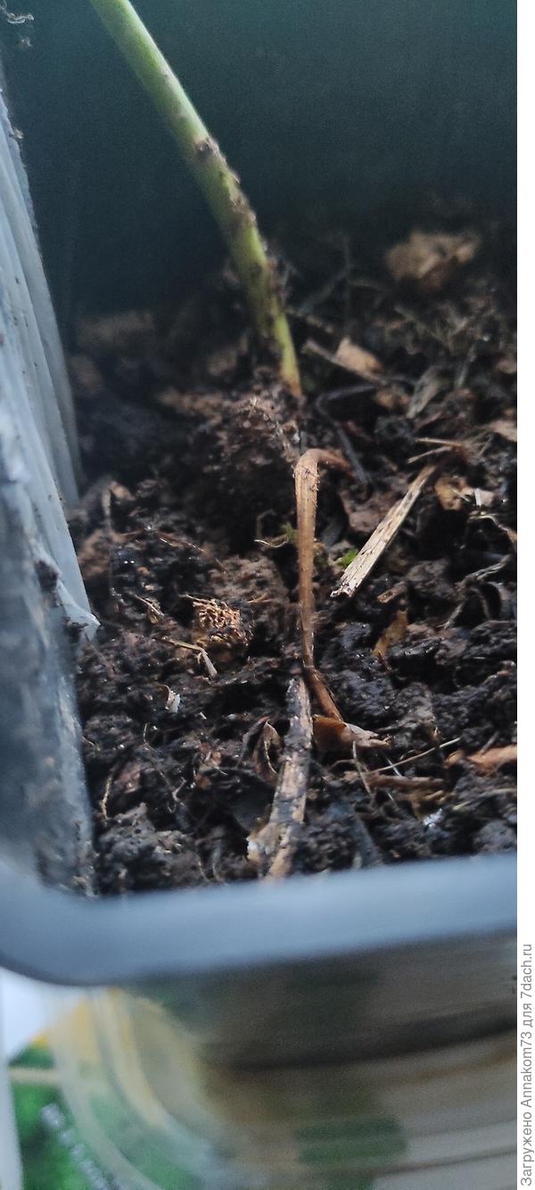 Место прививки