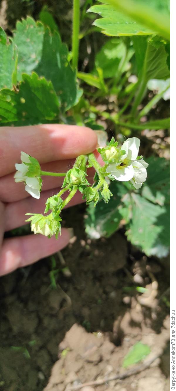 На другом кусте