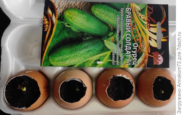 22.05.2023. Три семечка прорасти и показали петельки всходов.