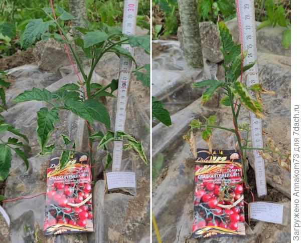 Фотосессия 04.06.2023. Томаты 30 и 25 сантиметров