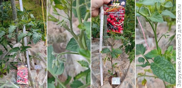 10.06.2023. Цветочные кисти у томатов.