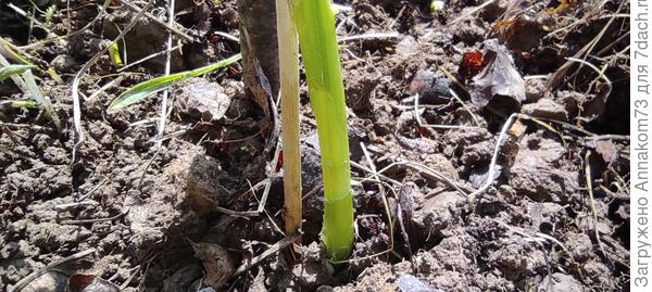 Вот как сгрызли верхний слой