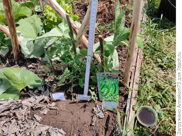 Полив удобрением "Куриный помёт"