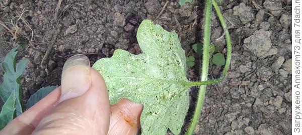 И ещё какая-то гадость на листьях чёрная. Что это?