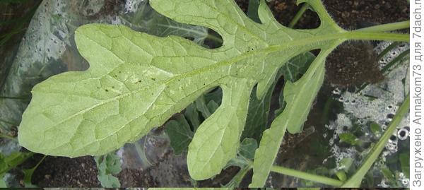 На практически всех листочках?