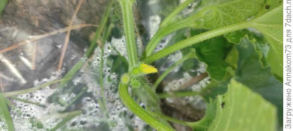 Это вроде дынька, только я наверное не ту плеть прищепнула((( так как это вроде основная была. Растроилась.