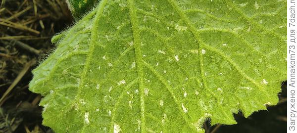 Лист с изнанки