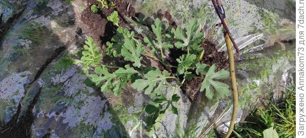 Арбуз на тыкве