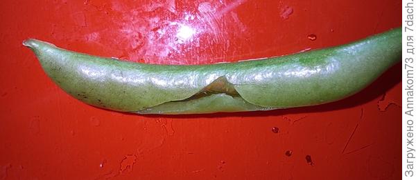 Створки стручка на изломе сочные без внутреннего пергаментного слоя