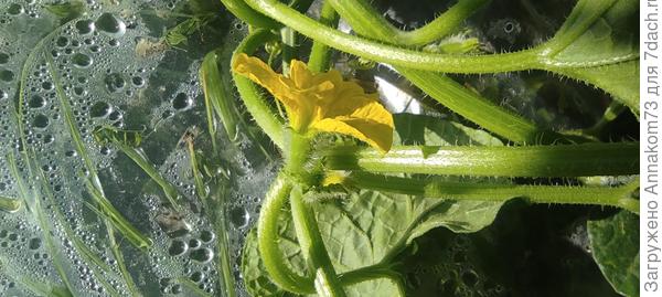 Цветок дыни