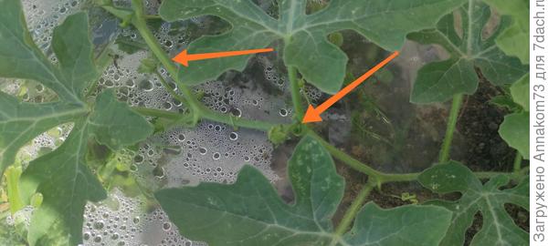 Странные пасынки