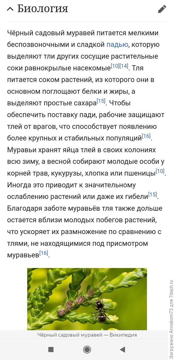 Википедия про Лазаря черного