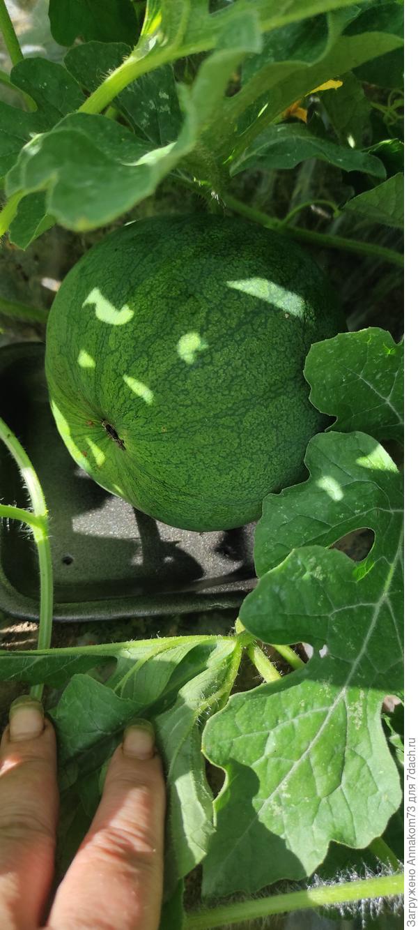 Арбуз