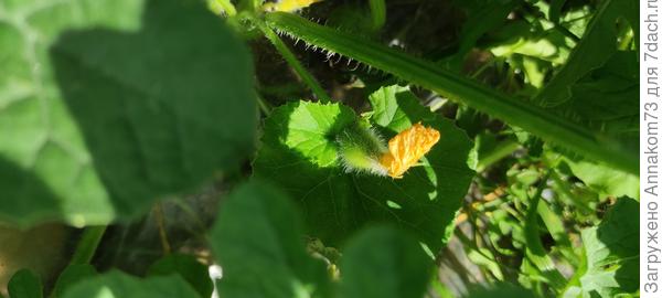 Надеюсь будет дыня