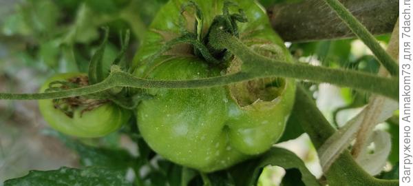 Выжрал дырку в томате, а он висит сантиметров 40-50 от земли