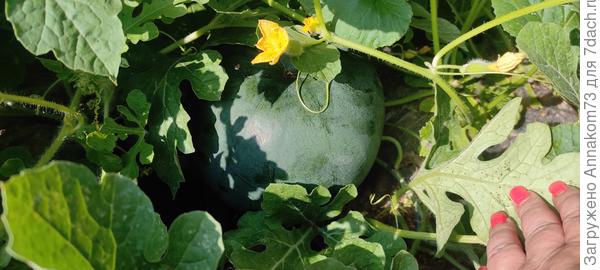 Этот арбуз сегодня