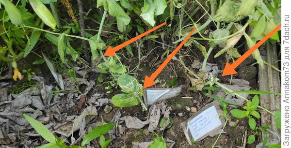 А вот и причина увядания, сволы гороха подгрызаны