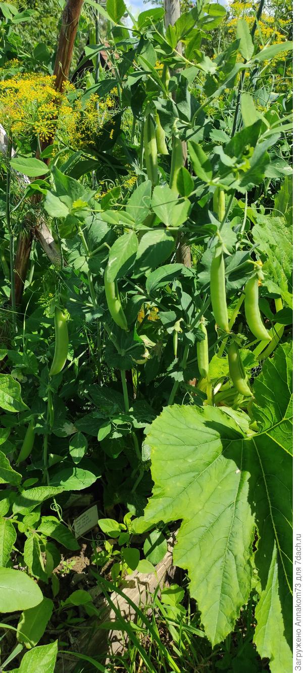 Фотосессия 22.07.2023. Активный рост как растений так и плодов.