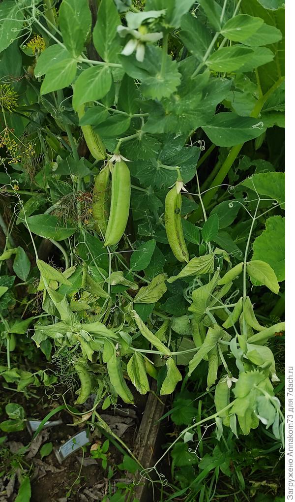 Поникшие ветки гороха 02.07.2023
