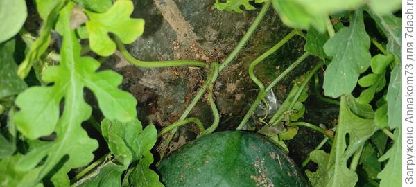 Вот попка, где хвостик крепится.