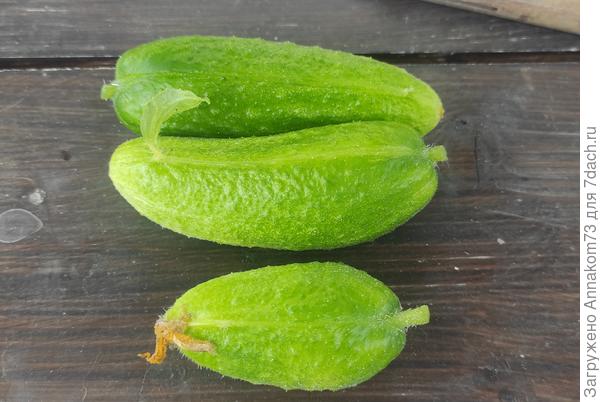 Перетяжка у плодов огурца