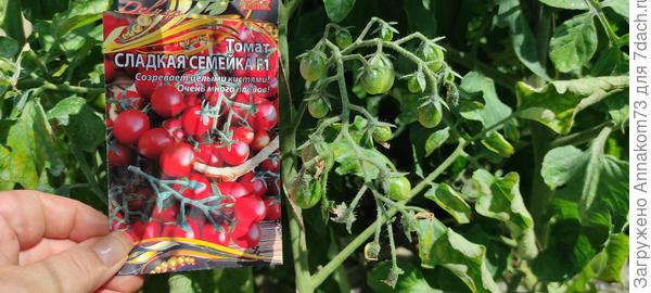 Нижние кисти с плодами 22.07.2023