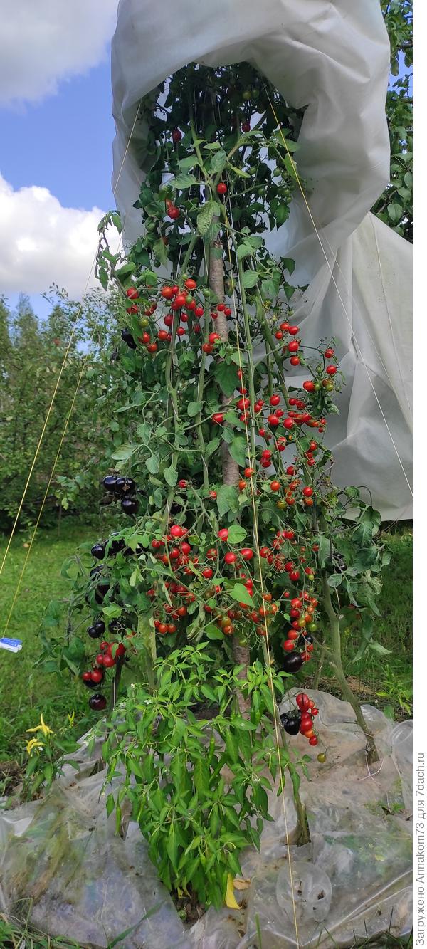 Томаты выросли под самый верх укрытия