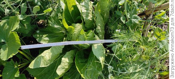 Завязывание кочана