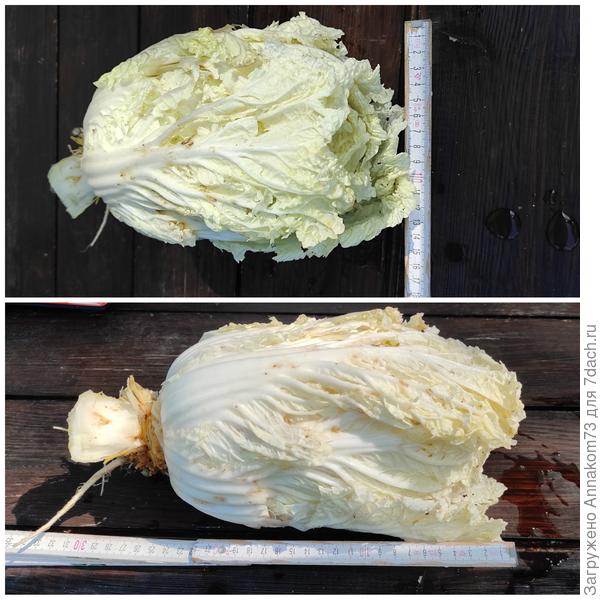 Габариты кочана