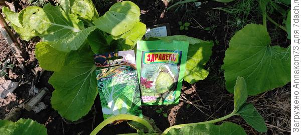 Подкормка пекинской капусты