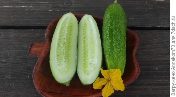 Огурец в поперечном разрезе