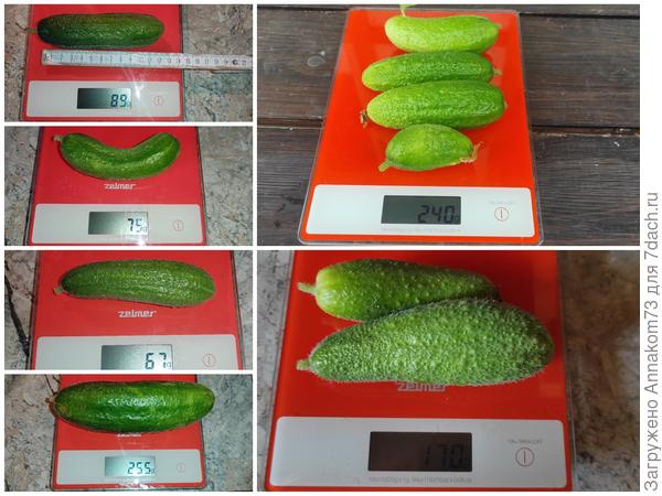 Урожай с одного растения