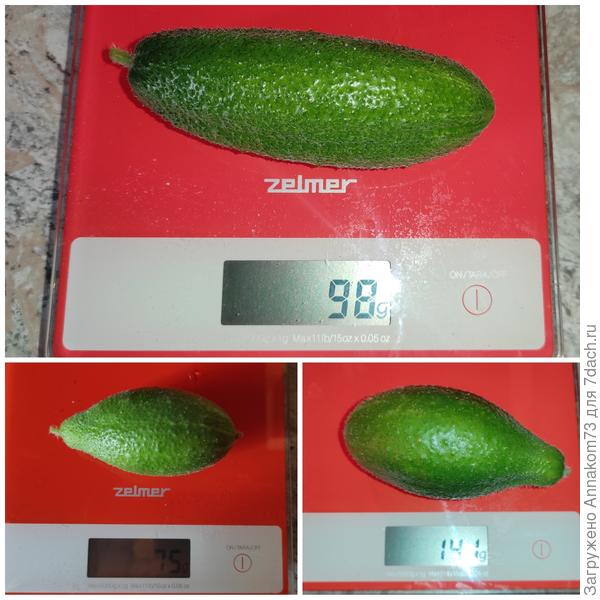 Урожай со второго куста