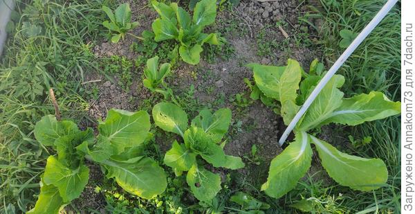 Посадки под осень. Фото от 27.09.2023