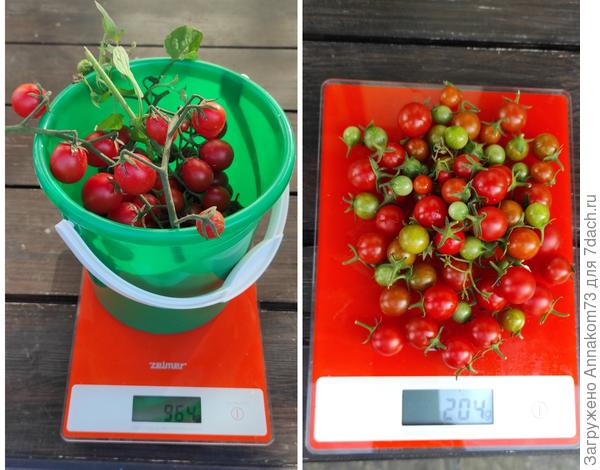 Урожай с куста в два ствола